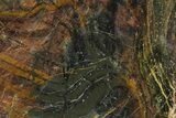Polished Cambrian Stromatolite Fossil - Czech Republic #363060-2